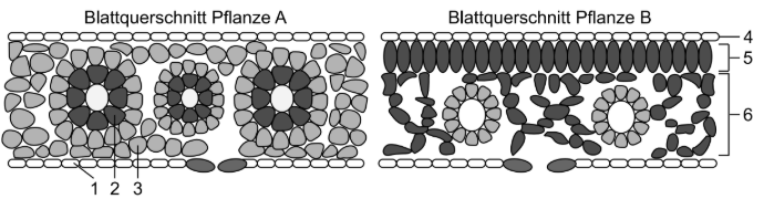 Schematische Darstellung der Blattquerschnitte zweier Pflanzen mit beschrifteten Gewebeschichten.